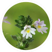 Eyebright Herb Extract